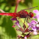 Feuerlibelle (Crocothemis erythraea), Männchen