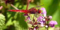 Feuerlibelle (Crocothemis erythraea), Männchen