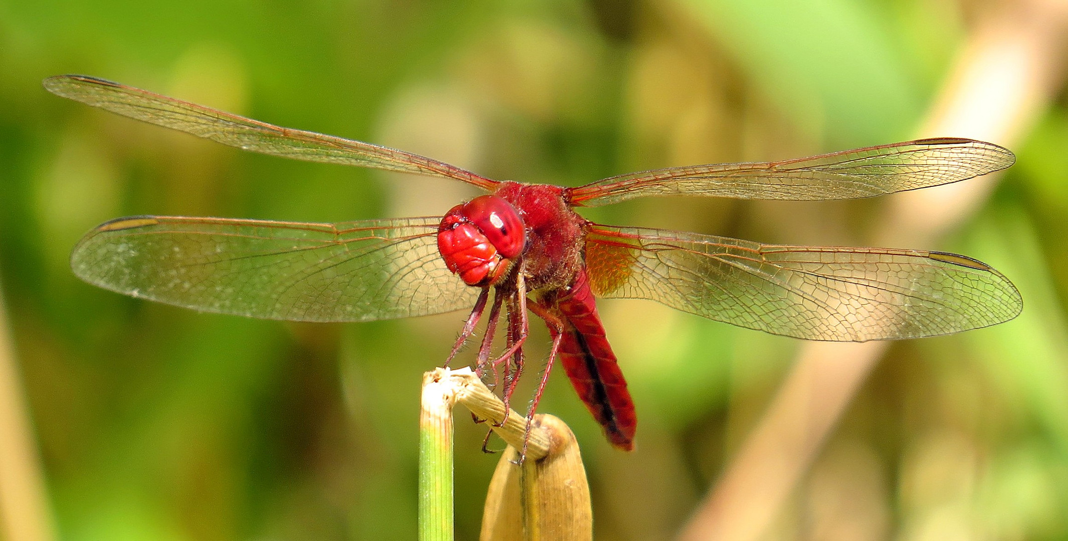 Feuerlibelle (Crocothemis erythraea), Männchen im Blickkontakt mit dem Fotografen