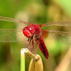 Feuerlibelle (Crocothemis erythraea), Männchen im Blickkontakt mit dem Fotografen