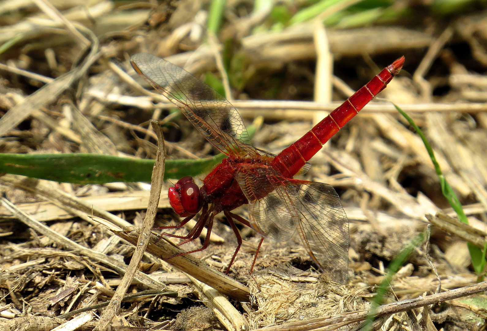 Feuerlibelle (Crocothemis erythraea), Männchen in leichter "Obelisk"-Stellung