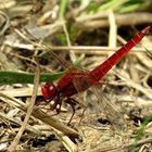 Feuerlibelle (Crocothemis erythraea), Männchen in leichter "Obelisk"-Stellung