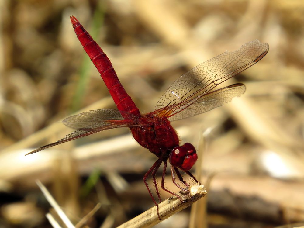 Feuerlibelle (Crocothemis erythraea), Männchen in "Obelisk"- Siellung