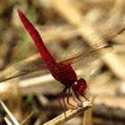 Feuerlibelle (Crocothemis erythraea), Männchen in "Obelisk"- Siellung