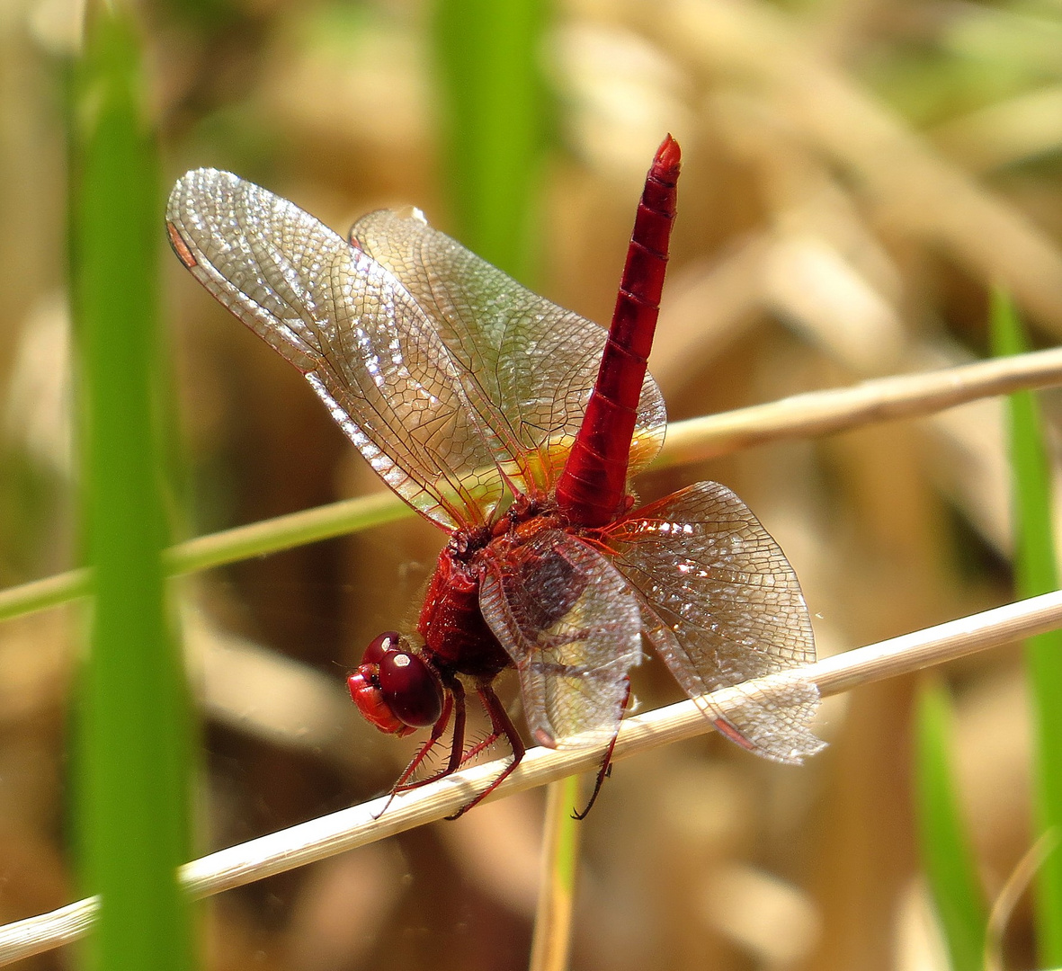 Feuerlibelle (Crocothemis erythraea), Männchen in "Obelisk"-Stellung