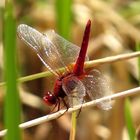 Feuerlibelle (Crocothemis erythraea), Männchen in "Obelisk"-Stellung