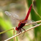 Feuerlibelle (Crocothemis erythraea), Männchen in "Obelisk"-Stellung