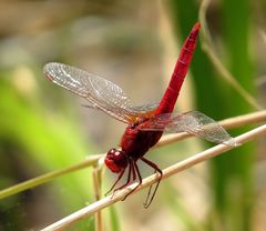 Feuerlibelle (Crocothemis erythraea), Männchen in "Obelisk"-Stellung