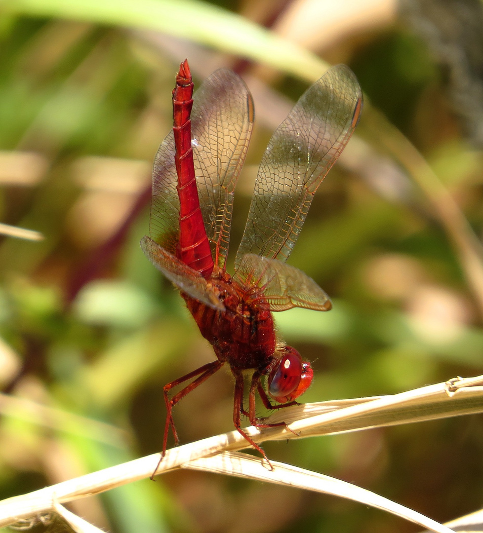 Feuerlibelle (Crocothemis erythraea), Männchen in "Obelisk" - Stellung