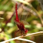 Feuerlibelle (Crocothemis erythraea), Männchen in "Obelisk" - Stellung