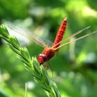 Feuerlibelle (Crocothemis erythraea), Männchen in Obelisk-Stellung