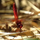 Feuerlibelle (Crocothemis erythraea), Männchen in "Obelisk" Stellung