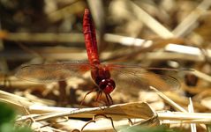 Feuerlibelle (Crocothemis erythraea), Männchen in "Obelisk" Stellung