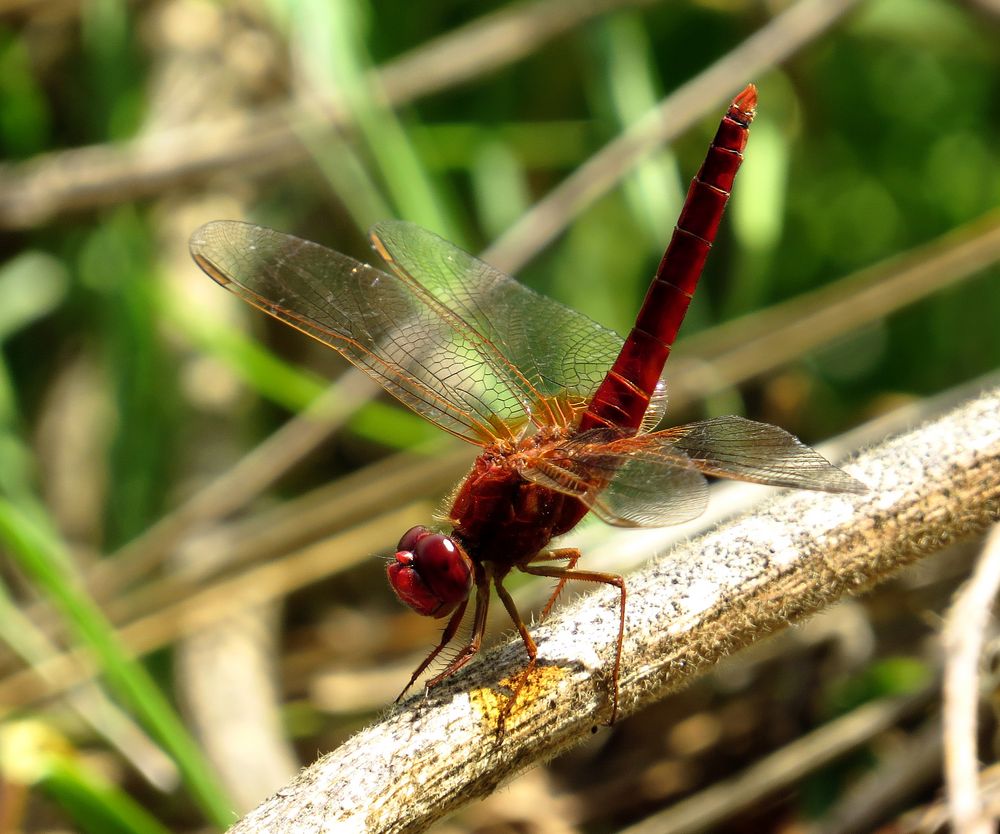 Feuerlibelle (Crocothemis erythraea), Männchen in "Obelisk"-Stellung