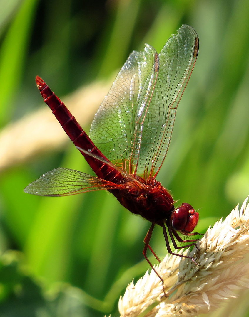 Feuerlibelle (Crocothemis erythraea), Männchen in "Obelisk"-Stellung