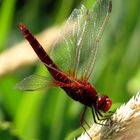 Feuerlibelle (Crocothemis erythraea), Männchen in "Obelisk"-Stellung