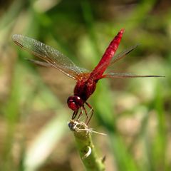 Feuerlibelle (Crocothemis erythraea), Männchen in "Obelisk"-Stellung