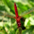 Feuerlibelle (Crocothemis erythraea), Männchen in Obelisk - Stellung