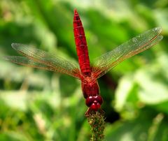 Feuerlibelle (Crocothemis erythraea), Männchen in Obelisk - Stellung