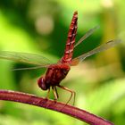 Feuerlibelle (Crocothemis erythraea), Männchen in "Obelisk"-Stellung mal von hinten