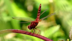 Feuerlibelle (Crocothemis erythraea), Männchen in "Obelisk"-Stellung mal von hinten