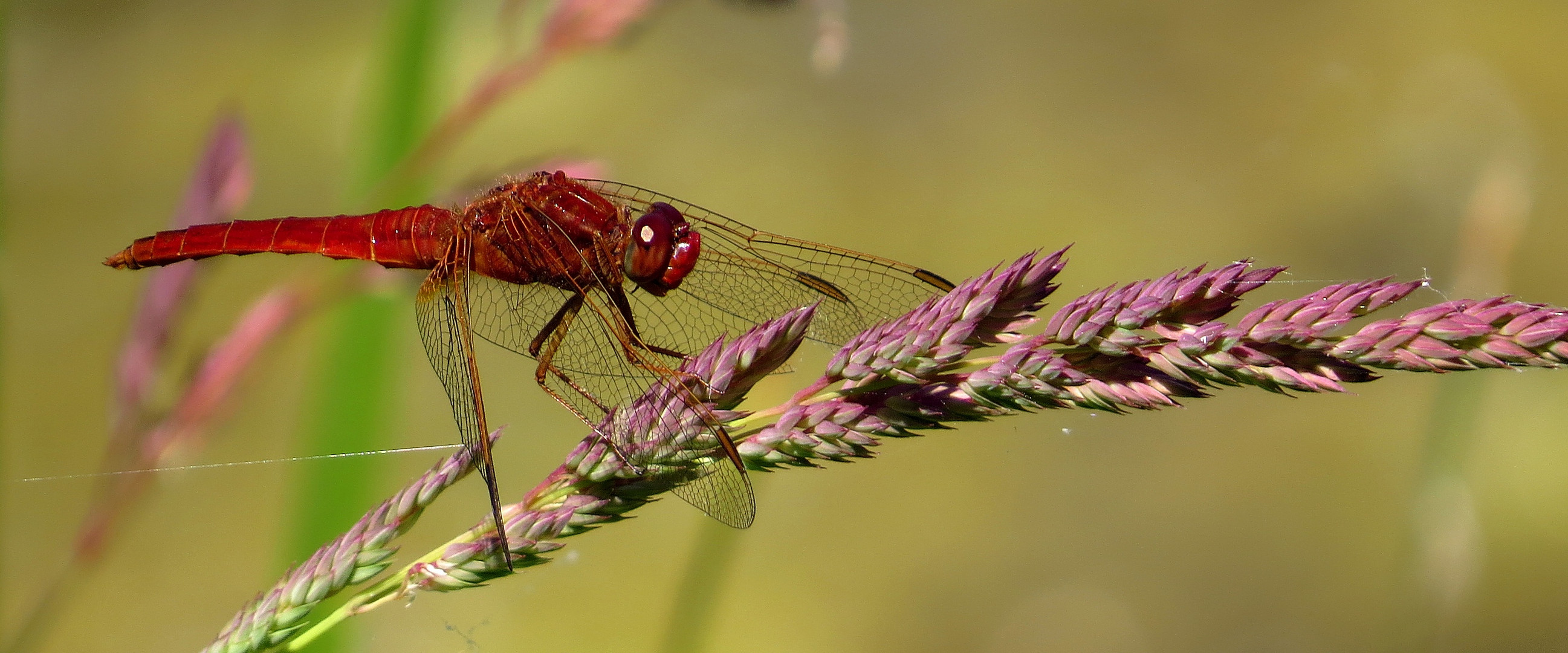 Feuerlibelle (Crocothemis erythraea), Männchen kurz vor der Paarung