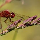 Feuerlibelle (Crocothemis erythraea), Männchen kurz vor der Paarung