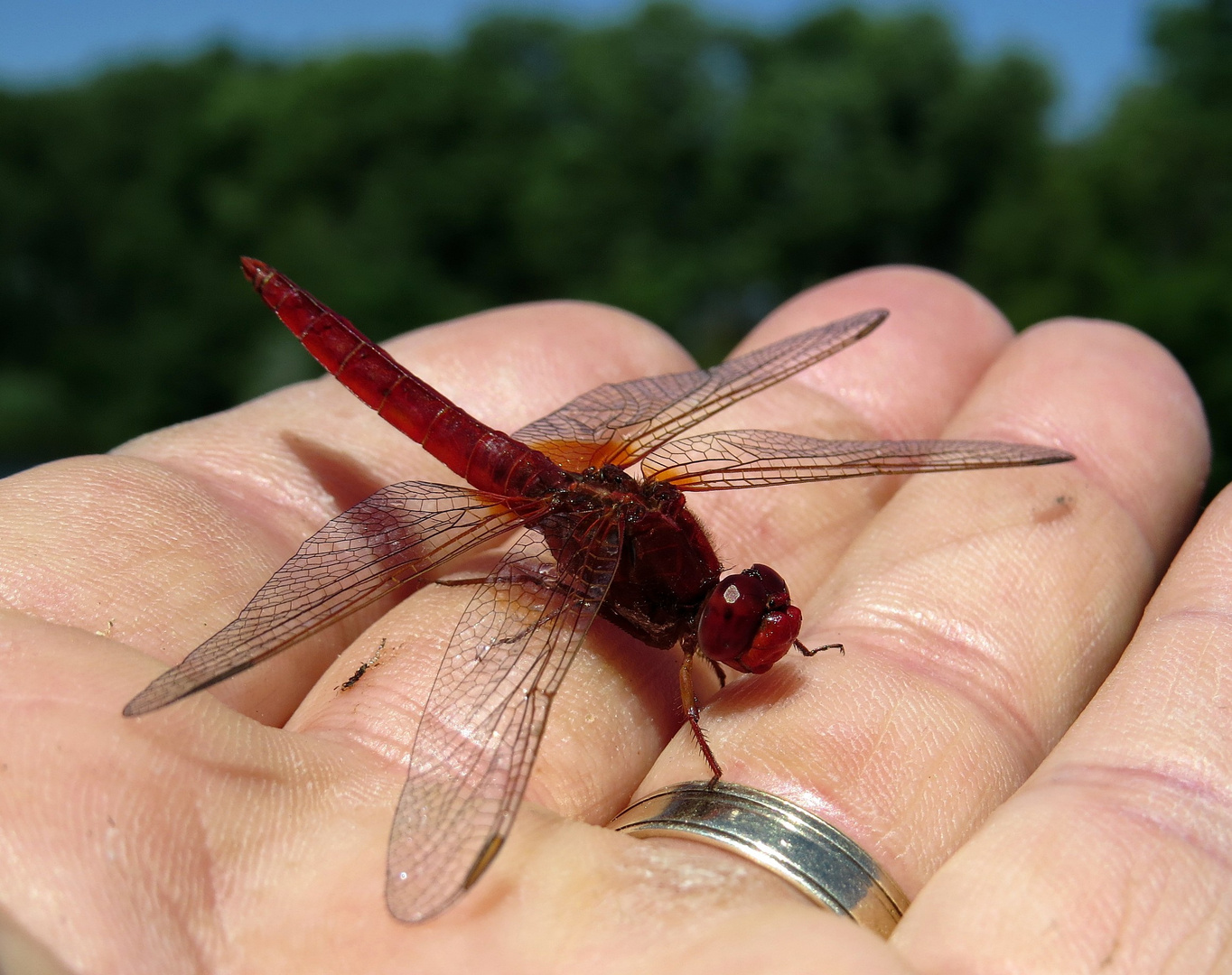 Feuerlibelle (Crocothemis erythraea), Männchen kurz vorm Start ins zweite Leben