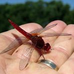 Feuerlibelle (Crocothemis erythraea), Männchen kurz vorm Start ins zweite Leben