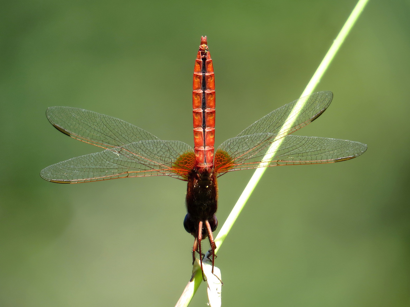 Feuerlibelle (Crocothemis erythraea). Männchen mit der "Obelisk" - Stellung bei extremer Hitze