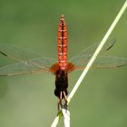 Feuerlibelle (Crocothemis erythraea). Männchen mit der "Obelisk" - Stellung bei extremer Hitze