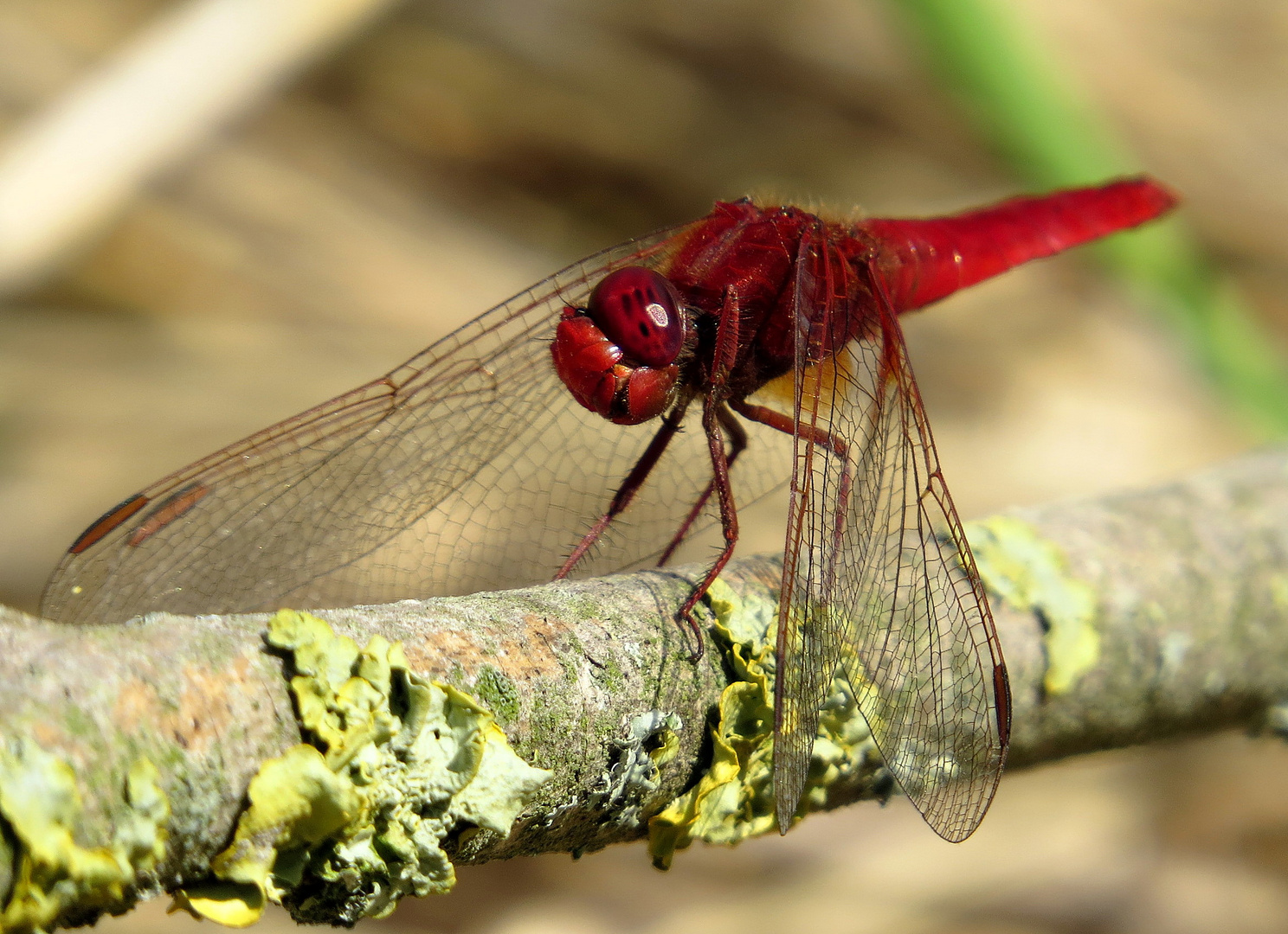 Feuerlibelle (Crocothemis erythraea), Männchen mit Durchblick...