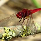 Feuerlibelle (Crocothemis erythraea), Männchen mit Durchblick...