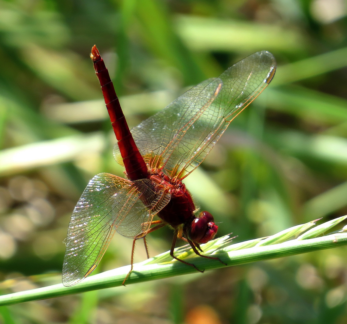 Feuerlibelle (Crocothemis erythraea), Männchen mit Obelisk - Stellung