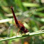 Feuerlibelle (Crocothemis erythraea), Männchen mit Obelisk - Stellung