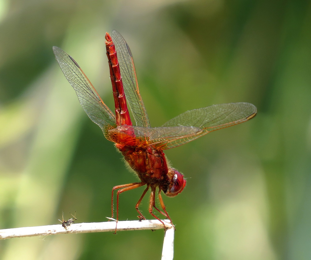 Feuerlibelle (Crocothemis erythraea), Männchen mit Obelisk - Stellung