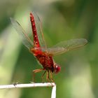 Feuerlibelle (Crocothemis erythraea), Männchen mit Obelisk - Stellung