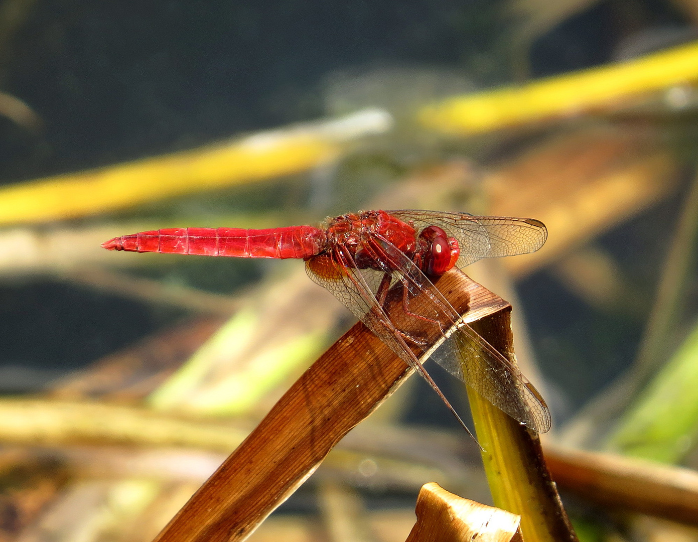 Feuerlibelle (Crocothemis erythraea), Männchen nach der Paarung