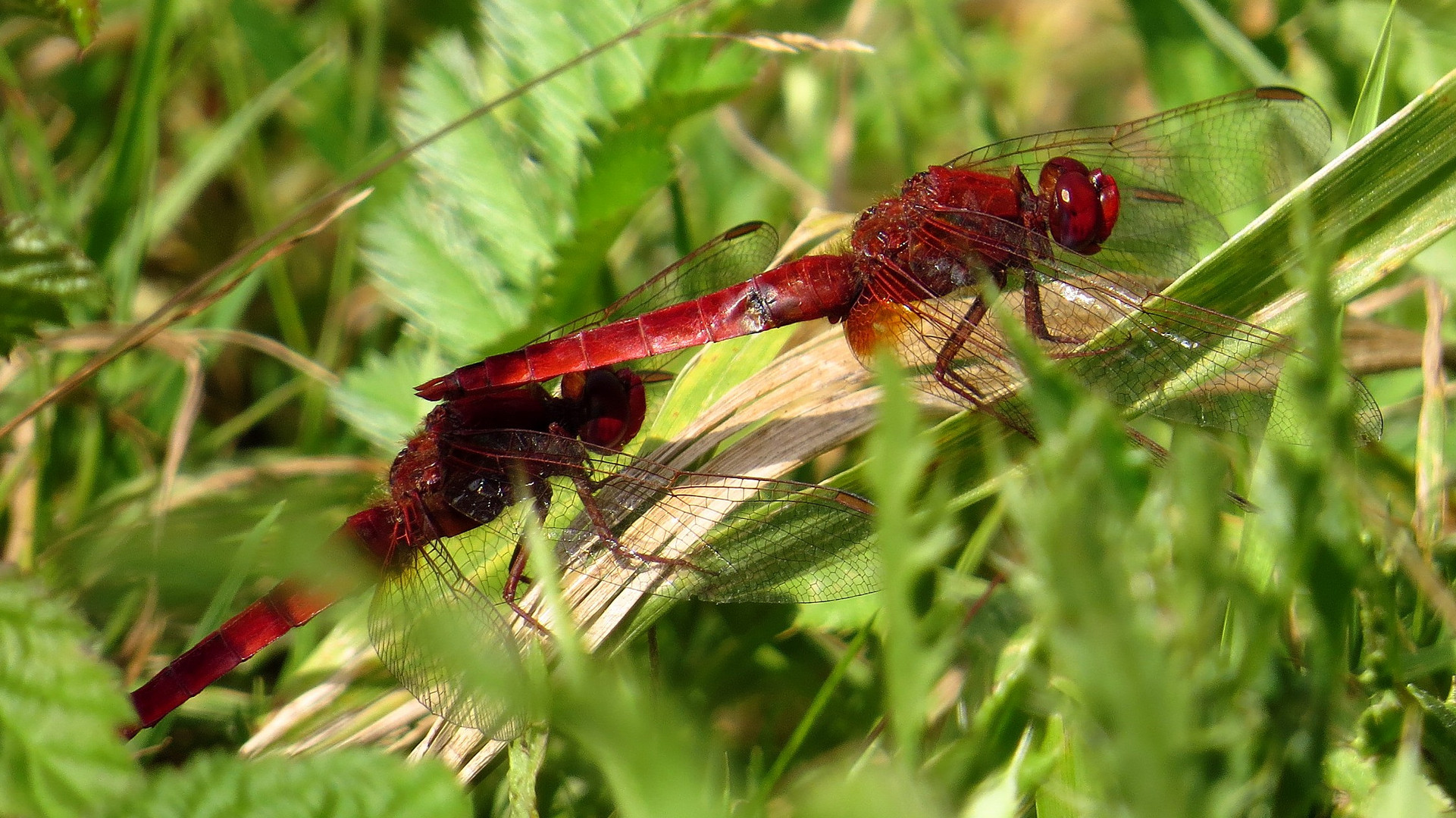 Feuerlibelle (Crocothemis erythraea), Männchen - Schattenspender (1)