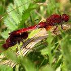 Feuerlibelle (Crocothemis erythraea), Männchen - Schattenspender (1)