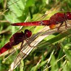 Feuerlibelle (Crocothemis erythraea), Männchen - Schattenspender (2)