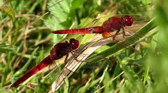 Feuerlibelle (Crocothemis erythraea), Männchen - Schattenspender (2)