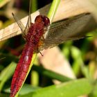 Feuerlibelle (Crocothemis erythraea), männchenfarbenes (androchromes) Weibchen