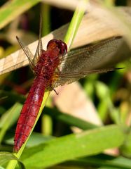 Feuerlibelle (Crocothemis erythraea), männchenfarbenes (androchromes) Weibchen