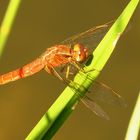 Feuerlibelle (Crocothemis erythraea), männchenfarbenes (androchromes) Weibchen