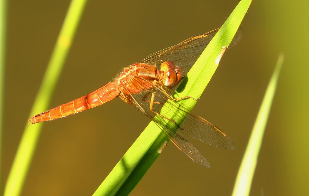 Feuerlibelle (Crocothemis erythraea), männchenfarbenes (androchromes) Weibchen