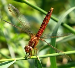 Feuerlibelle (Crocothemis erythraea), männchenfarbenes (androchromes) Weibchen