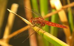 Feuerlibelle (Crocothemis erythraea), männchenfarbenes (androchromes) Weibchen