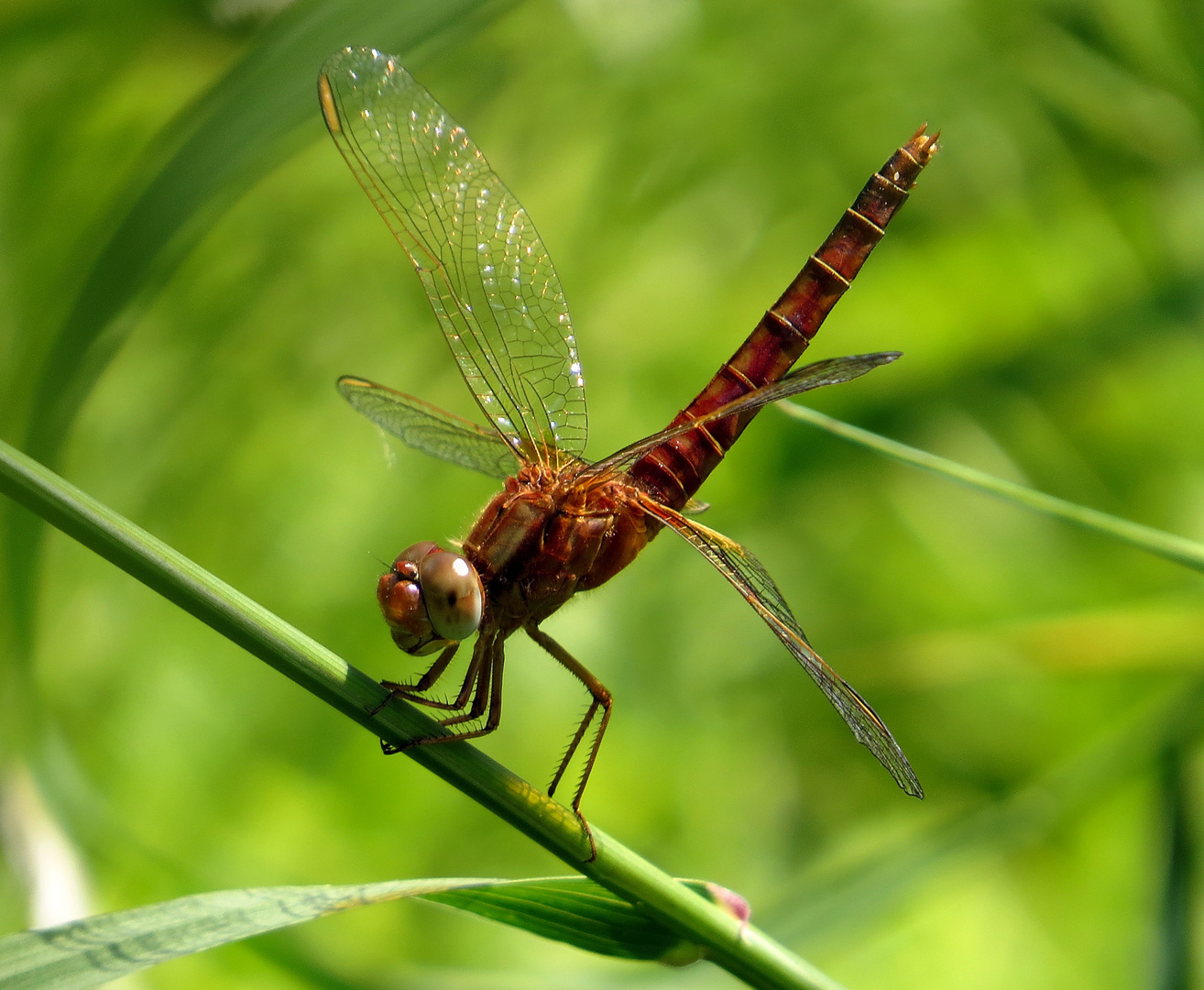  Feuerlibelle (Crocothemis erythraea), männchenfarbenes Weibchen