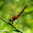  Feuerlibelle (Crocothemis erythraea), männchenfarbenes Weibchen